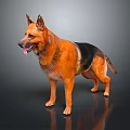 German Shepherd Dog Standing With Tongue Out Brown And Black Fur On Dark Background