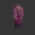 Fresh Green Potted Plant in Gray Pot with Lush Foliage on Gray Background