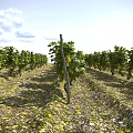 Grape trellis Vine Man Vineyard Grapevine Trellis 3d model