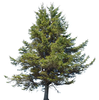 Lush Evergreen Arbor With Vibrant Green Foliage And Tall Natural Growth 3d model