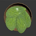 Natural Wicker Bowl Containing Fresh Green Cactus Leaves For Household Use
