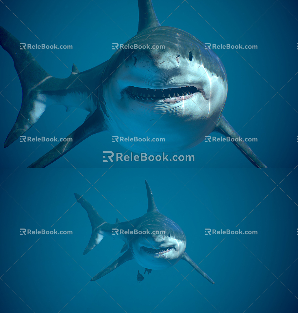 Modern Shark Great White Shark 3d model