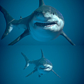 Modern Shark Great White Shark 3d model