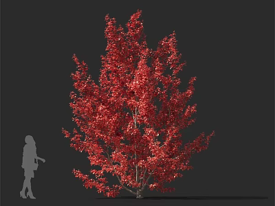 Tall Arbor With Vibrant Red Leaves And Human Silhouette On Gray Background 3d model