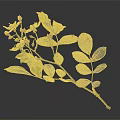 Green Leafy Plant With White Flowers And Buds On Branch Against Dark Background