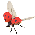 Beautiful Red Flying Ladybug With Black Spots And Transparent Wings