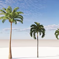 Tall Palm Trees Standing On White Sandy Ground Under Blue Sky With White Clouds