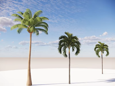 Tall Palm Trees Standing On White Sandy Ground Under Blue Sky With White Clouds 3d model