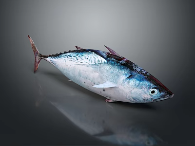 Whole Fresh Blue Silver Fish With Shiny Scales On Dark Reflective Surface 3d model
