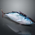 Whole Fresh Blue Silver Fish With Shiny Scales On Dark Reflective Surface