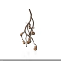 Natural Plant With Brown Branches And Round Orange Fruits On White Background