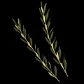 Fresh Olive Branch With Green Leaves And Olive Fruits On Black Background