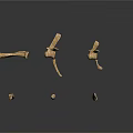 Various Animal Skeletal Remains Featuring Different Bone Types Shapes And Structures