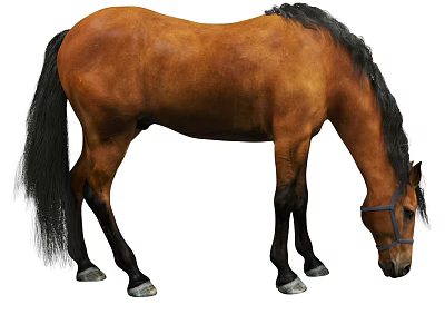 Brown Horse With Black Mane And Tail Lowering Head Wearing Bridle On White Background 3d model