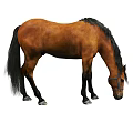 Brown Horse With Black Mane And Tail Lowering Head Wearing Bridle On White Background