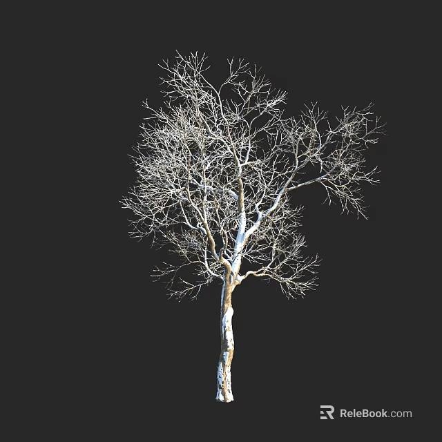 Deciduous Tree with Bare Branches Against Black Background and Detailed Trunk Structure 3d model