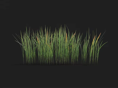 Tall Green Grass with Orange Tips Growing Lushly in Clump on Black Background 3d model