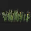 Tall Green Grass with Orange Tips Growing Lushly in Clump on Black Background