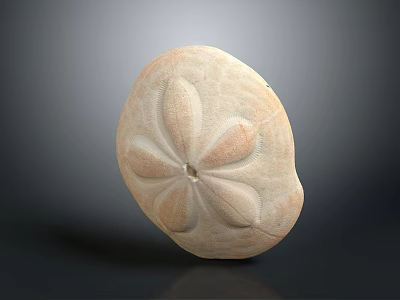 Fresh Natural Sea Urchin With Delicate Petal Like Surface Texture On Dark Background 3d model