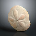 Fresh Natural Sea Urchin With Delicate Petal Like Surface Texture On Dark Background