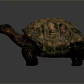 Large Brown Tortoise With Yellow Patterned Shell And Sturdy Legs On Gray Background 3d model