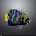Colorful Tropical Fish With Blue Stripes Yellow Fins And White Head