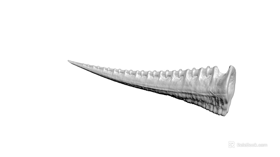 Elongated Fossil Bone Anatomical Specimen With Ridged Surface And Textured Details 3d model 