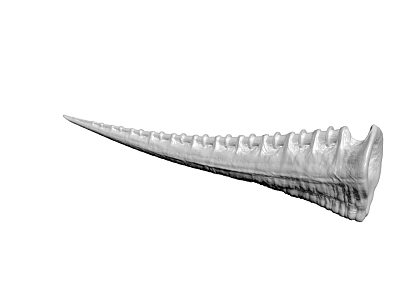 Elongated Fossil Bone Anatomical Specimen With Ridged Surface And Textured Details 3d model