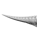 Elongated Fossil Bone Anatomical Specimen With Ridged Surface And Textured Details