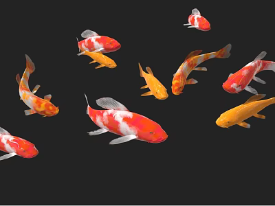 Colorful Red Orange White Koi Fish Swimming In Black Background Aquatic Scene 3d model