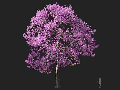 Vibrant Purple Flowering Tree With Lush Canopy And Human Silhouette For Scale 3d model