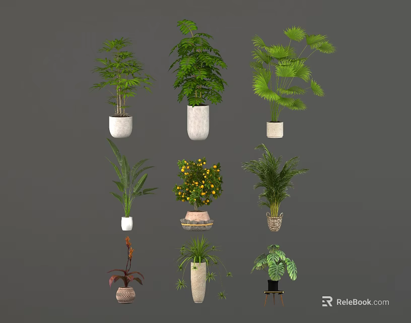 Different Types of Indoor Houseplants in Various Potted Containers for Home Decor 3d model 