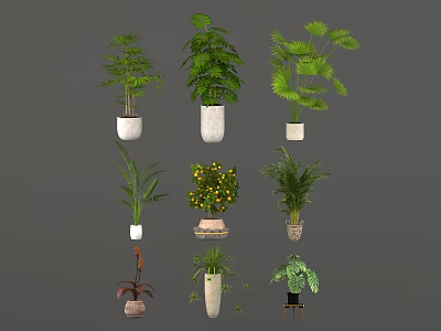 Different Types of Indoor Houseplants in Various Potted Containers for Home Decor 3d model