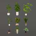 Different Types of Indoor Houseplants in Various Potted Containers for Home Decor