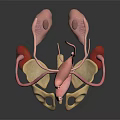 3D Anatomical Model of Human Urinary Organs Including Kidneys Bladder Ureters and Pelvis