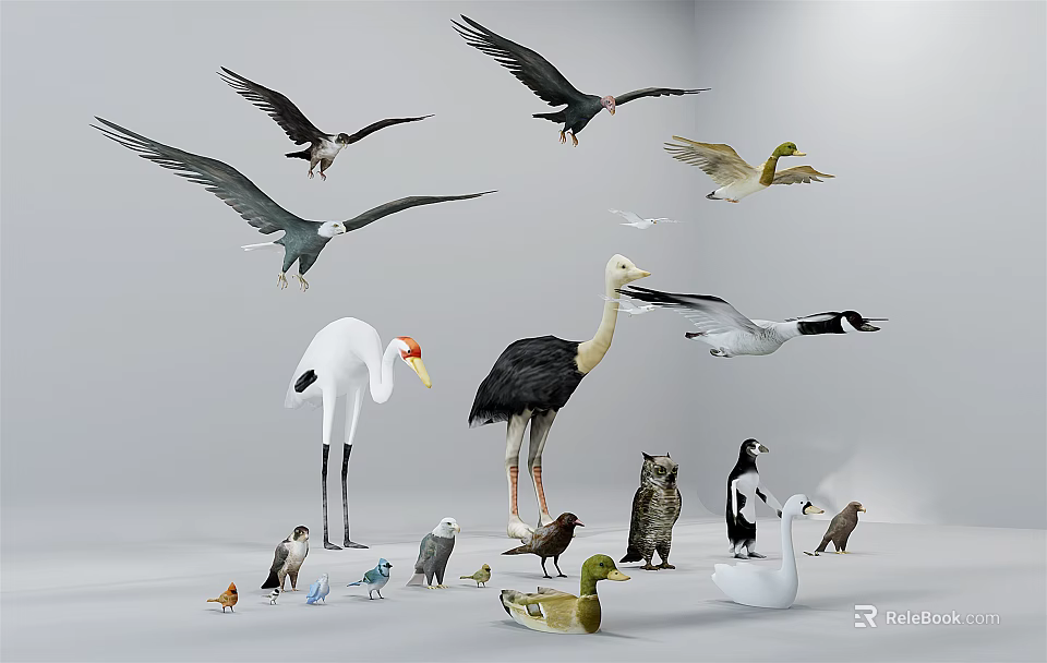 Flying Animals Collection Featuring Eagles Seagulls Ducks Swans Storks And Owls 3d model 