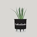 Bonsai Potted Plant In Black Pot With Slender Green Leaves And Cath Lettering