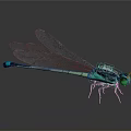 Metallic Green And Blue Dragonfly With Transparent Wings On Gray Background