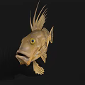 Brown Spotted Aquatic Fish with Long Dorsal Fins Yellow Eyes Open Mouth Against Black Background