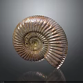 Polished Ammonite Fossil With Spiral Structure And Orange White Stripes