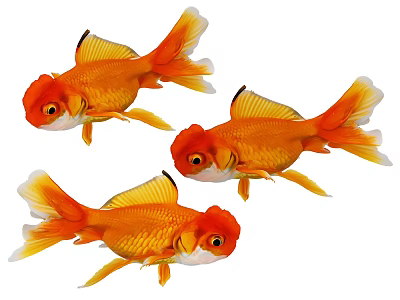 Three Orange Goldfish With Red Head And Yellow Fins And Tails As Ornamental Aquatic Animals 3d model