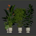 Indoor Green Leafy Plants In White Pots On Dark Background