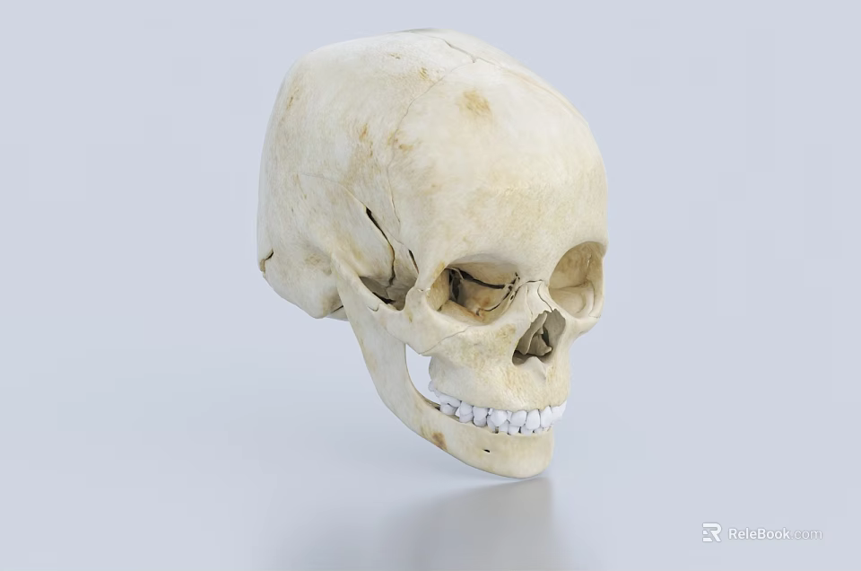 Detailed Anatomical Medical Device Skull Model for Educational Training and Research 3d model 