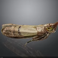 Close Up Brown and Gold Moth With Red Head and Yellow Eyes on Dark Background