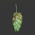 Fresh Green Hops For Home Brewing Supplies With Natural Stem And Brown Tips