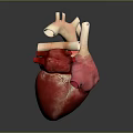 Detailed 3D Anatomical Model of Human Chest Organ Heart with Blood Vessels Structure