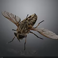 Detailed View Of House Fly With Transparent Wings And Striped Body On Dark Background