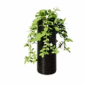 Bonsai Potted Plant With Lush Green Trailing Vines In Black Spiral Pot