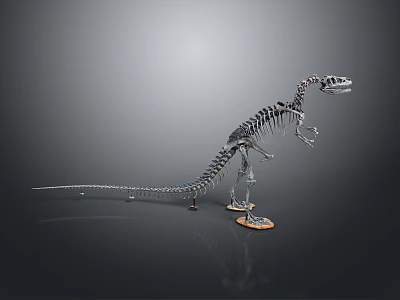 Dinosaur Skeleton Model Standing In Museum Display With Detailed Bone Structure 3d model