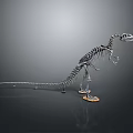 Dinosaur Skeleton Model Standing In Museum Display With Detailed Bone Structure 3d model